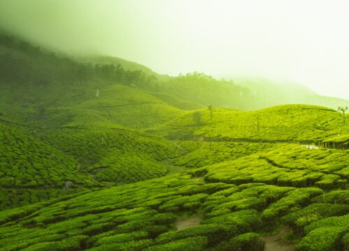 Explore the Best of Munnar in 3 Days