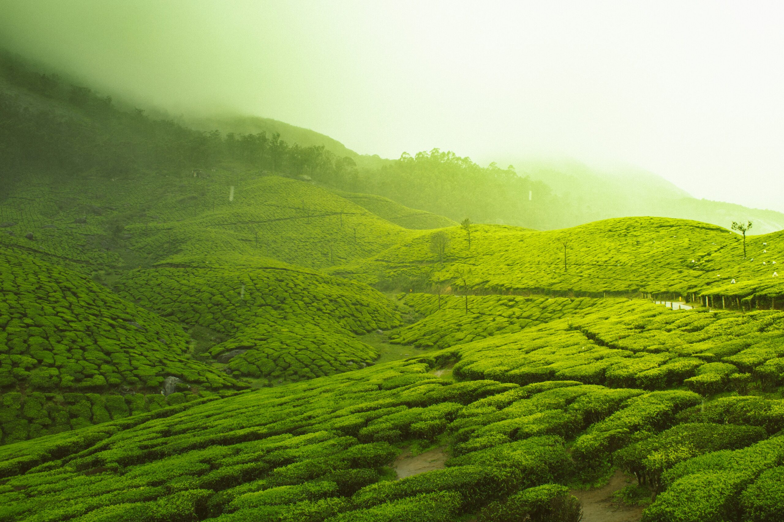 Munnar Sightseeing tour